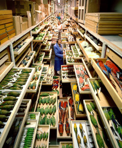 Birds collections from the Department of Vertebrate Zoology are displayed at the Smithsonian Institution's National Museum of Natural History. 