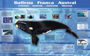 Ballena franca austral. Imagen tomada de Instituto de Conservación de Ballenas